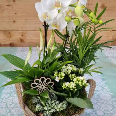 Floralia Florist | West Limerick Flowers | Mothers Day PLanter